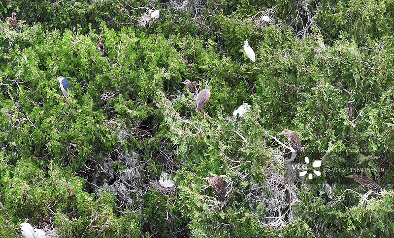 山东枣庄岩马湖畔树林中栖息的鹭鸟图片素材