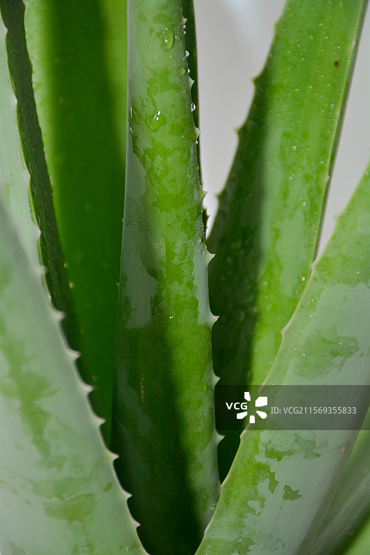 食用的芦荟美容护肤图片素材