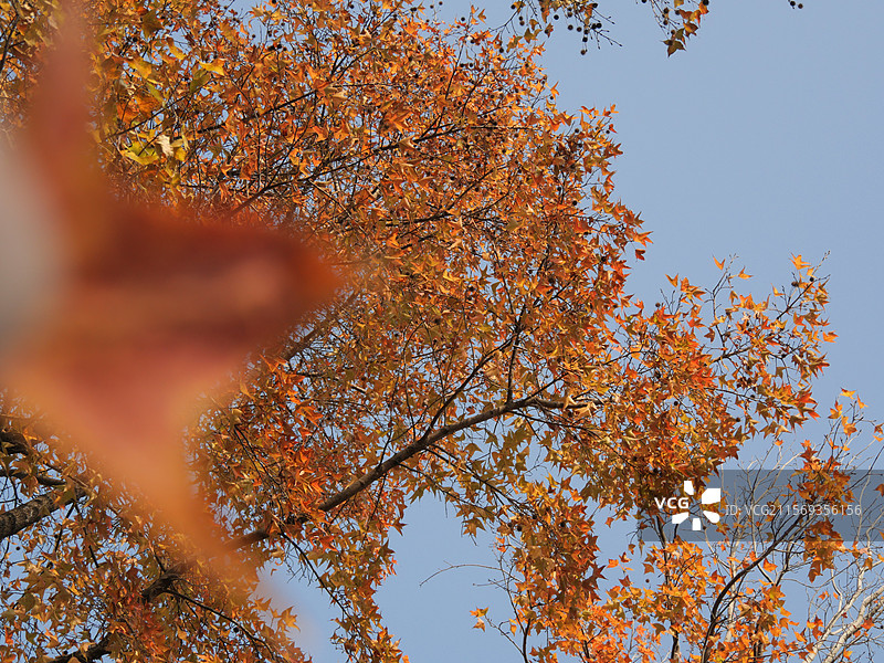 广州秋天的枫叶红了图片素材