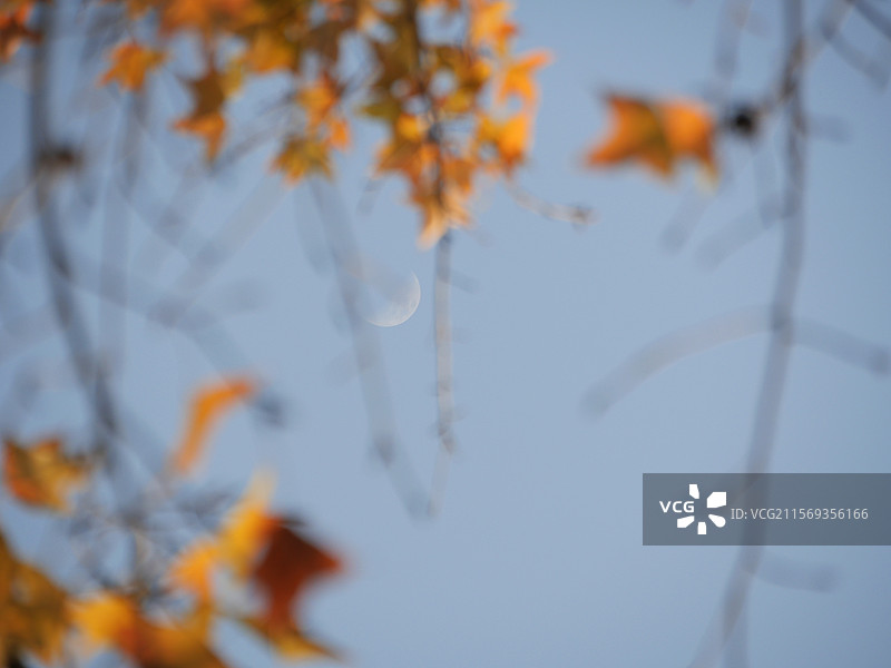 广州秋天的枫叶红了图片素材