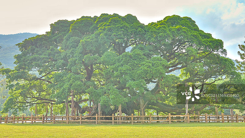 福州国家森林公园的千年古榕树图片素材
