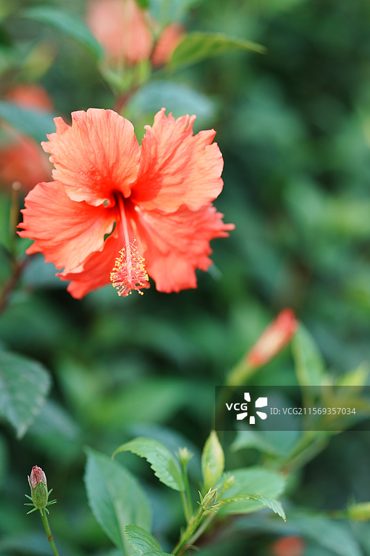 扶桑花盛开，自然之美图片素材