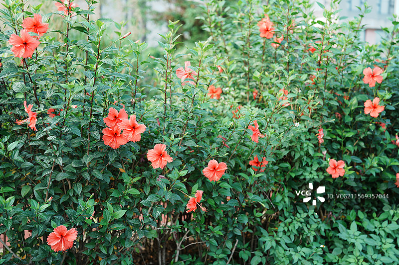 扶桑花盛开，自然之美图片素材