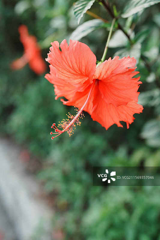 扶桑花盛开，自然之美图片素材