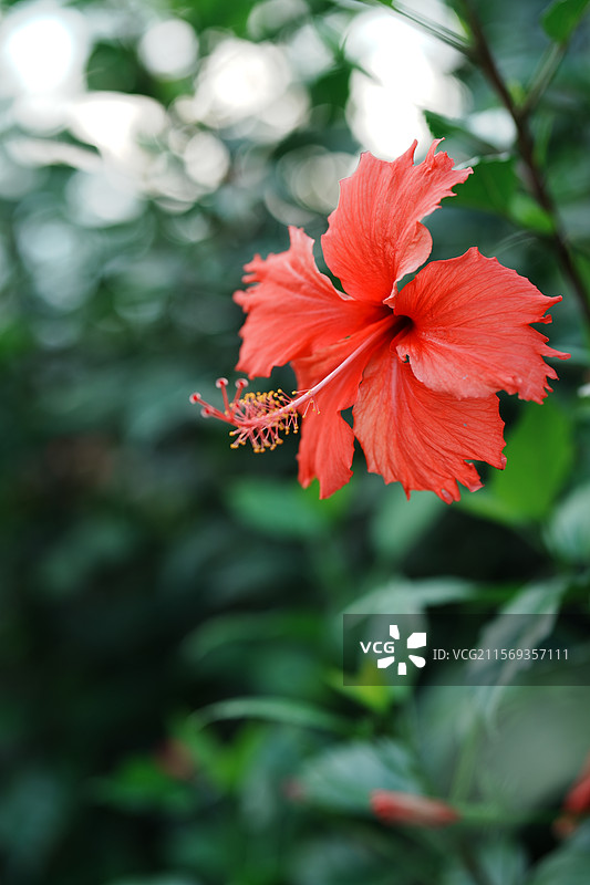 扶桑花盛开，自然之美图片素材