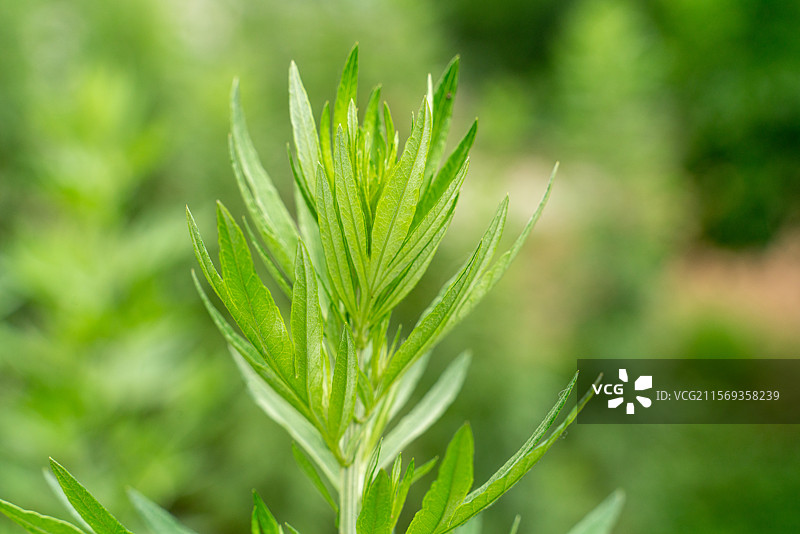生长中的艾叶图片素材