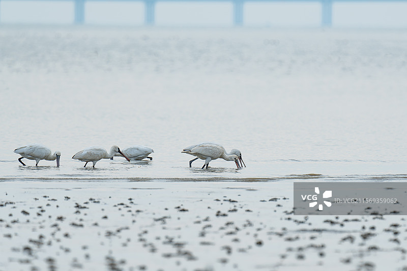 黑脸琵鹭与白琵鹭共同觅食的场景 觅食 特写 冬候鸟 观鸟 生景照 自然观察 深圳 深圳湾公园图片素材