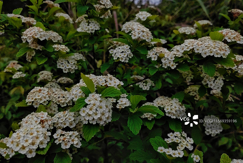 夏日绣线菊花丛图片素材