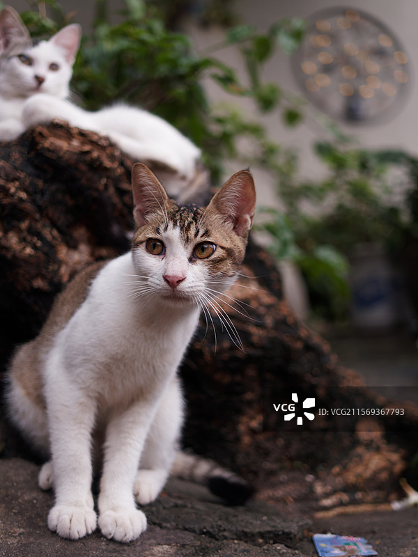 户外玩耍的猫咪小猫橘猫斑纹猫图片素材