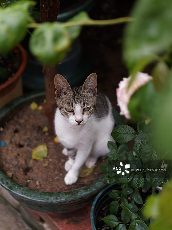 户外玩耍的猫咪小猫橘猫斑纹猫图片素材