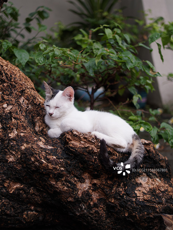 户外玩耍的猫咪小猫橘猫斑纹猫图片素材