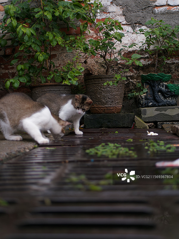 户外玩耍的猫咪小猫橘猫斑纹猫图片素材