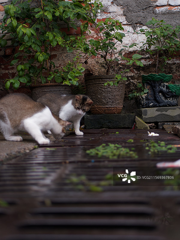 户外玩耍的猫咪小猫橘猫斑纹猫图片素材