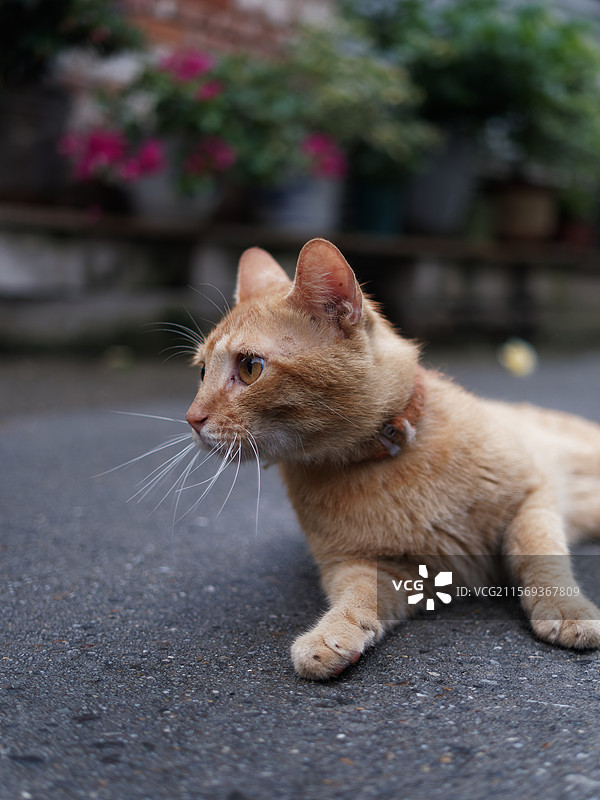 户外玩耍的猫咪小猫橘猫斑纹猫图片素材