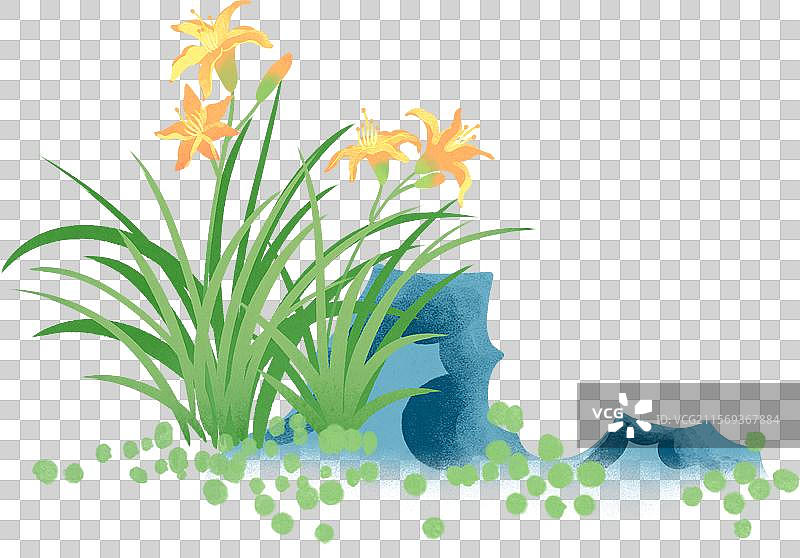 石头草点盛开的萱草花插画图片素材