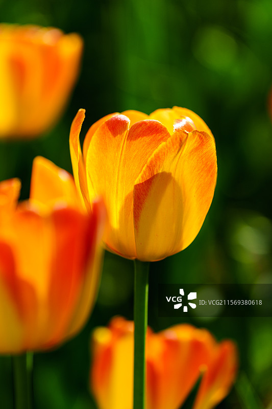 春天阳光下通透的橙色郁金香图片素材