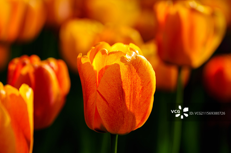 春天阳光下通透的橙色郁金香图片素材