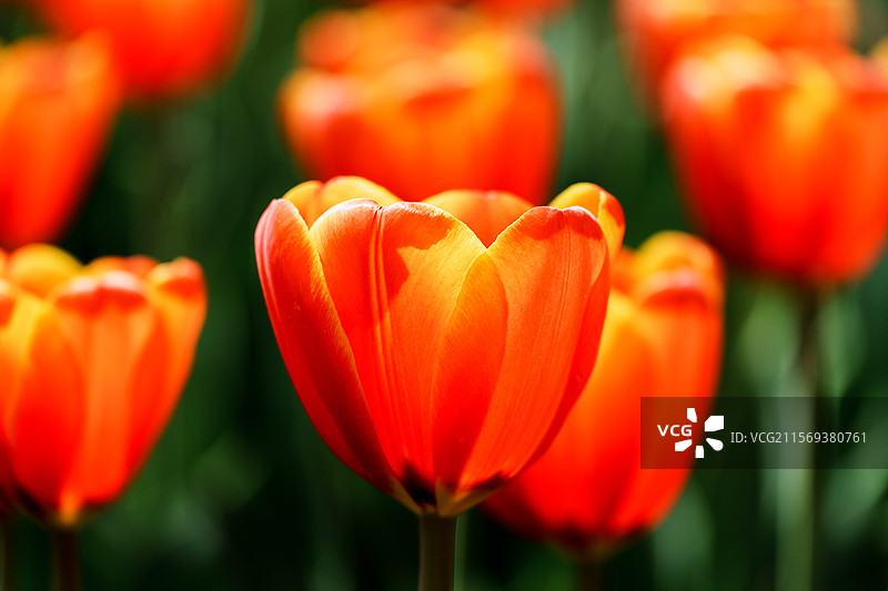 春天阳光下通透的橙色郁金香图片素材