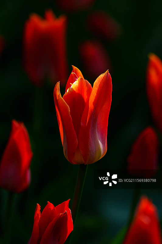 春天阳光下的橙色郁金香特写图片素材