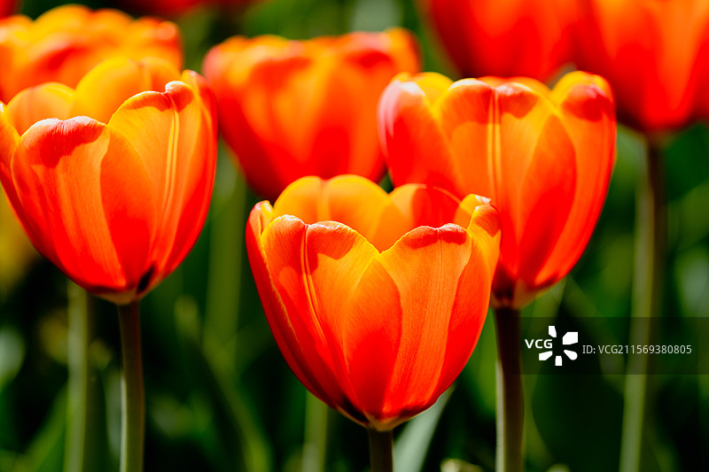 春天阳光下通透的橙色郁金香图片素材