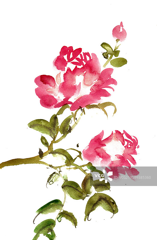 盛开的月季花图片素材