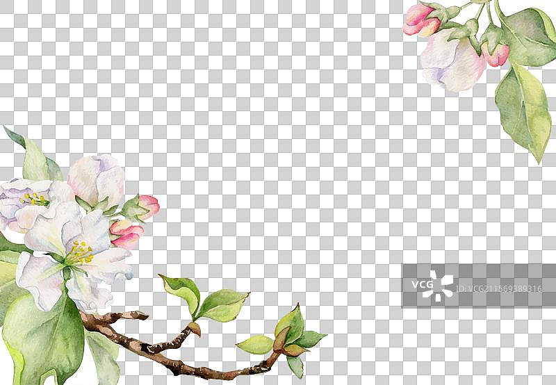 手绘水彩苹果花白色和图片素材