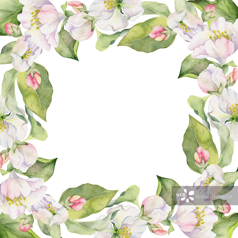 手绘水彩苹果花白色和图片素材