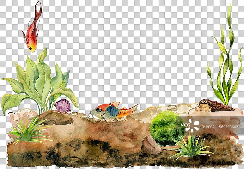 手绘水彩水族箱里的鱼、藻类和蜗牛图片素材
