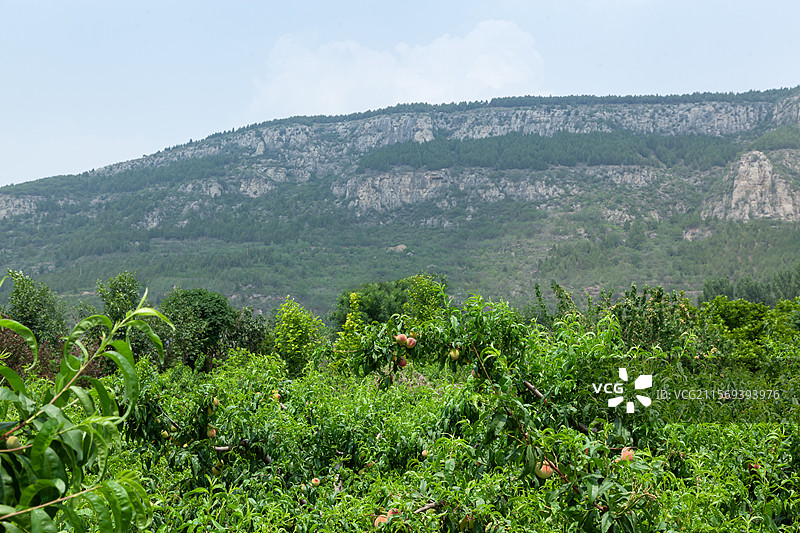 桃树的果实图片素材