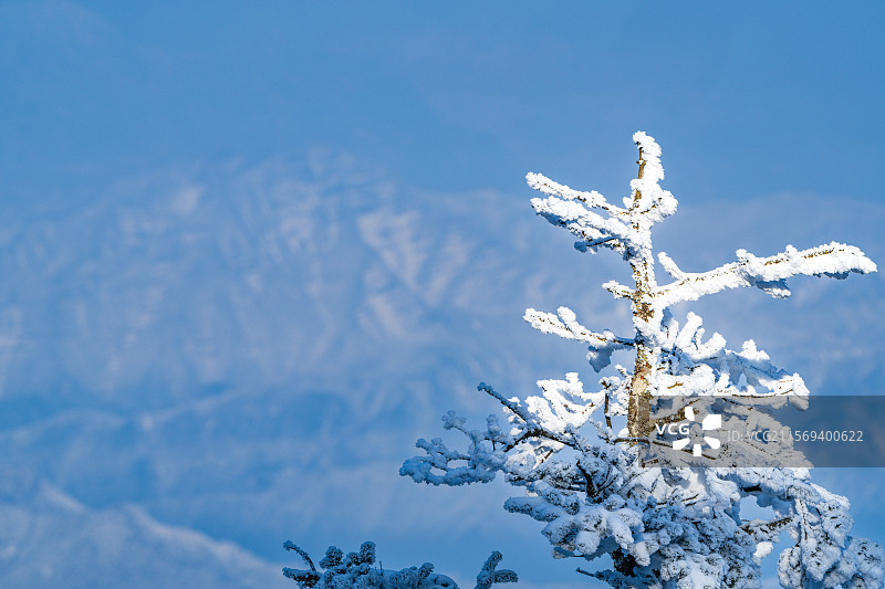 晨光照在冬季瓦屋山落满积雪的松树上图片素材