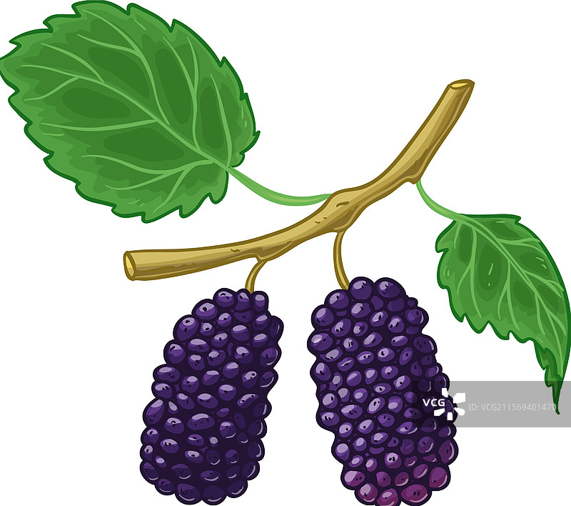 树枝上的桑葚与叶子图片素材