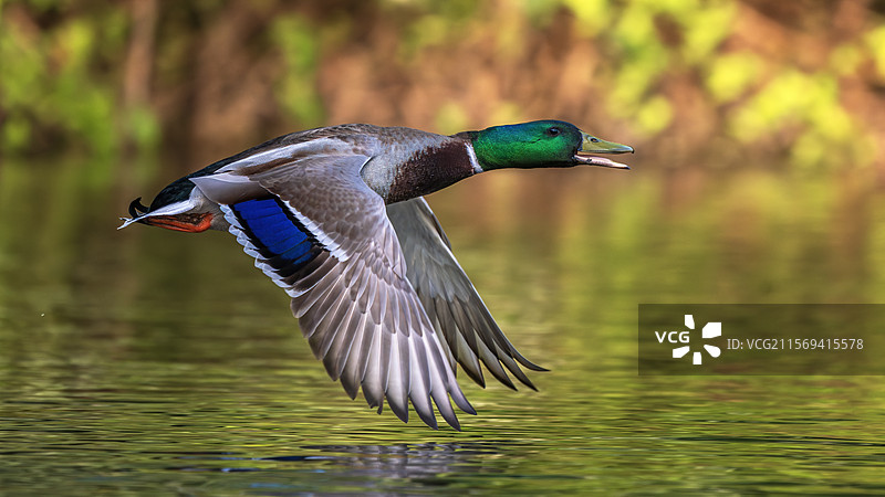 鸟在湖面上空飞翔的特写镜头图片素材