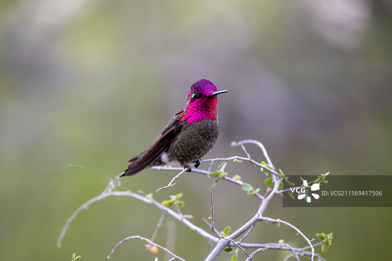 停在树枝上的蜂鸟特写，吉尔伯特，亚利桑那州，美国图片素材
