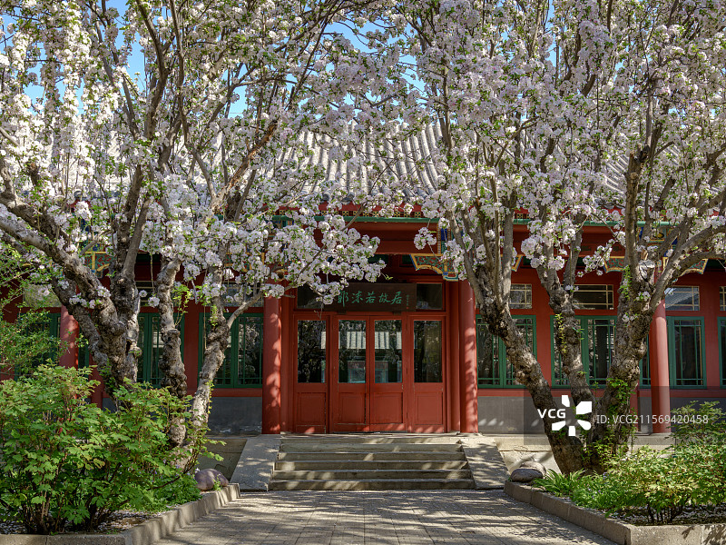 北京春天里的郭沫若故居海棠花盛开图片素材