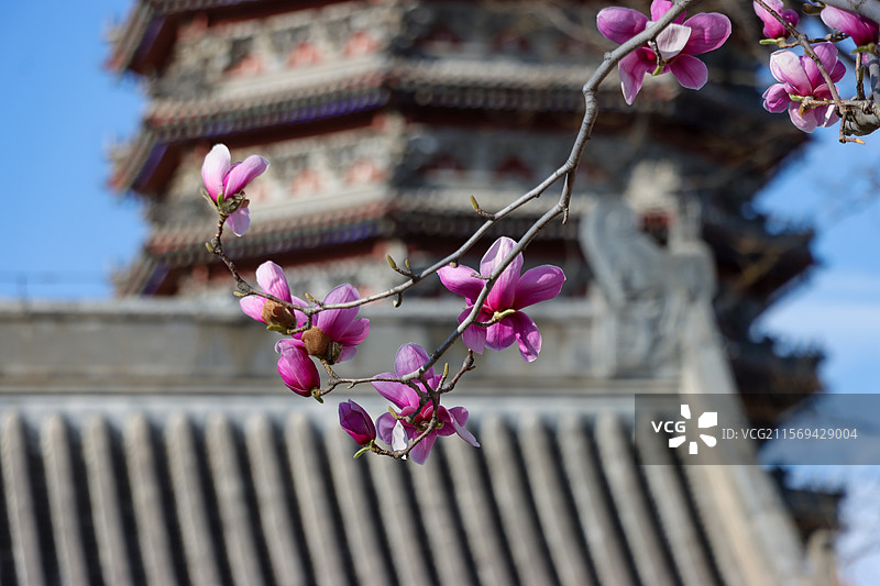 春天北京通州燃灯塔和塔前盛开的玉兰花图片素材