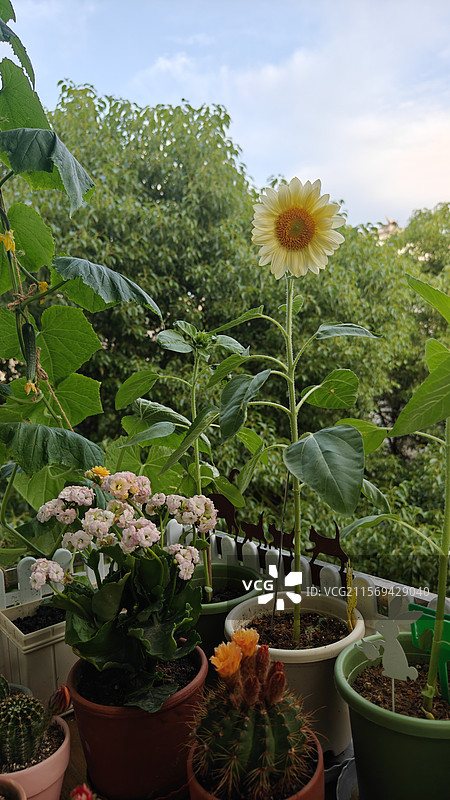 阳台花园正在绽放的向日葵和长寿花图片素材