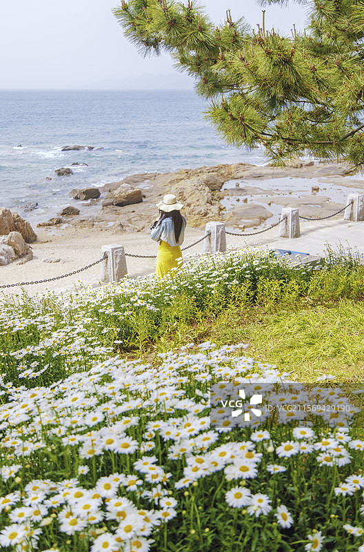 青岛太平角公园海边菊花图片素材