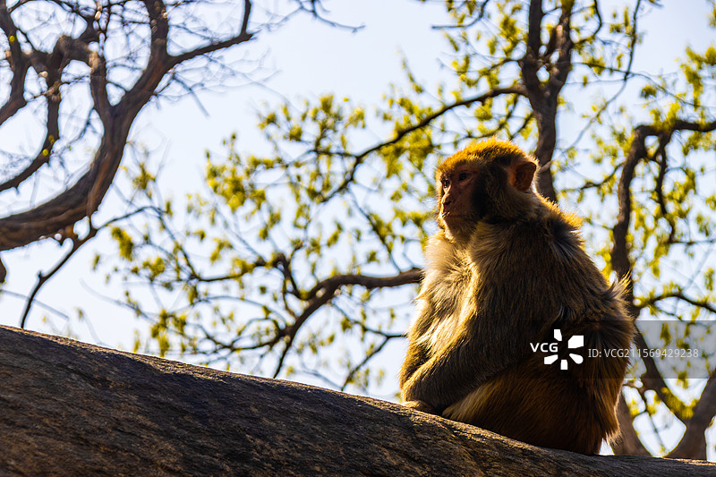 连云港花果山的猴子图片素材