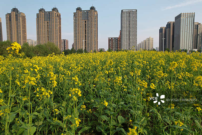 位于辽宁省沈阳市和平区长白岛森林公园南京桥东，大面积的油菜花盛开，吸引市民前来赏花拍照。图片素材