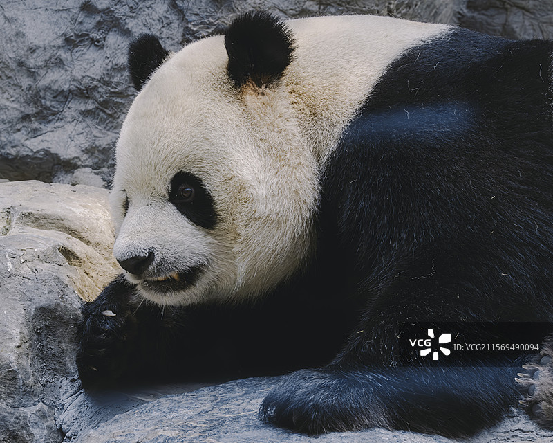 熊猫小白天图片素材