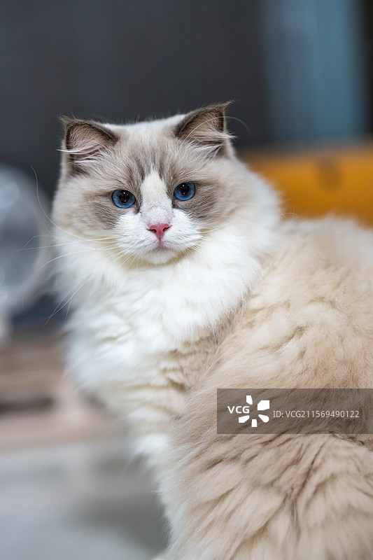 蓝眼长毛布偶猫优雅瞬间图片素材