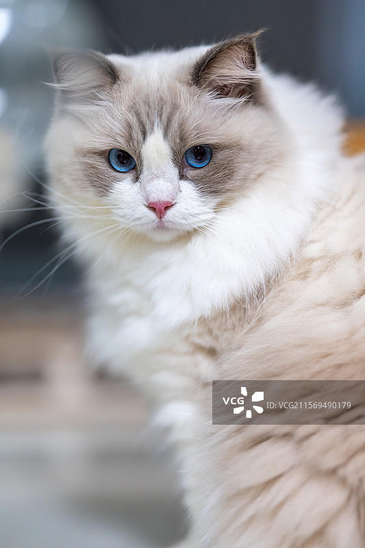 蓝眼长毛布偶猫优雅瞬间图片素材