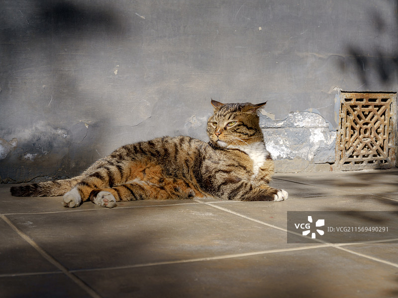 猫在地板上放松的特写镜头图片素材