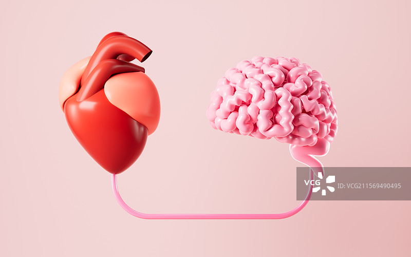 人类大脑和心脏3D渲染图片素材
