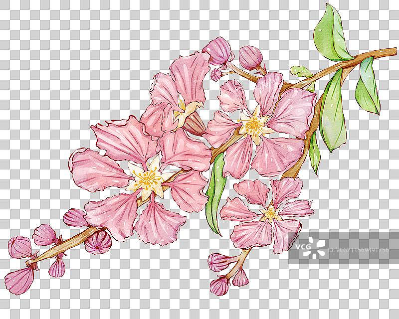 紫薇花插画元素图片素材