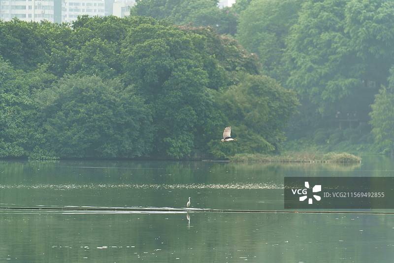 广州麓湖公园的鹭鸟之姿图片素材