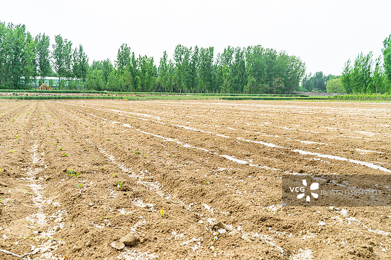 中国野生植物拍摄主题，春天和夏天的成一排的白杨树林森林和黄色的土地农田，户外白昼无人图像摄影图片素材