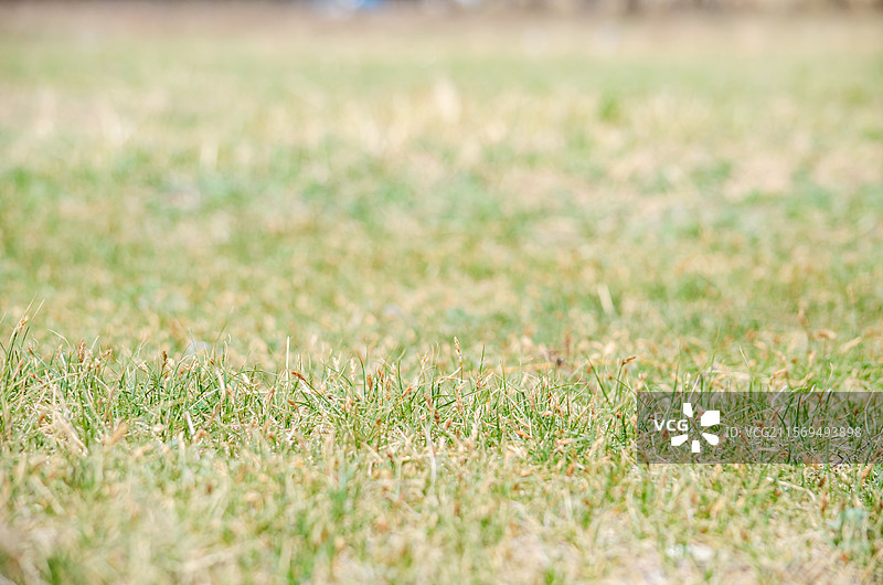 中国野生植物摄影主题，阳光下绿色黄色的枯萎的一片野草特写，户外无人白昼图像摄影图片素材