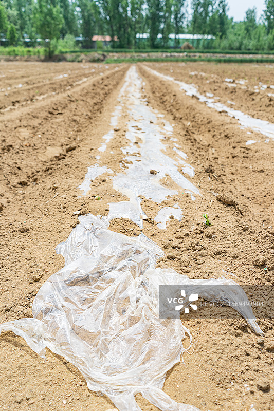 中国野生植物拍摄主题，黄色的土地农田和耕地的沟壑，户外白昼无人图像摄影图片素材