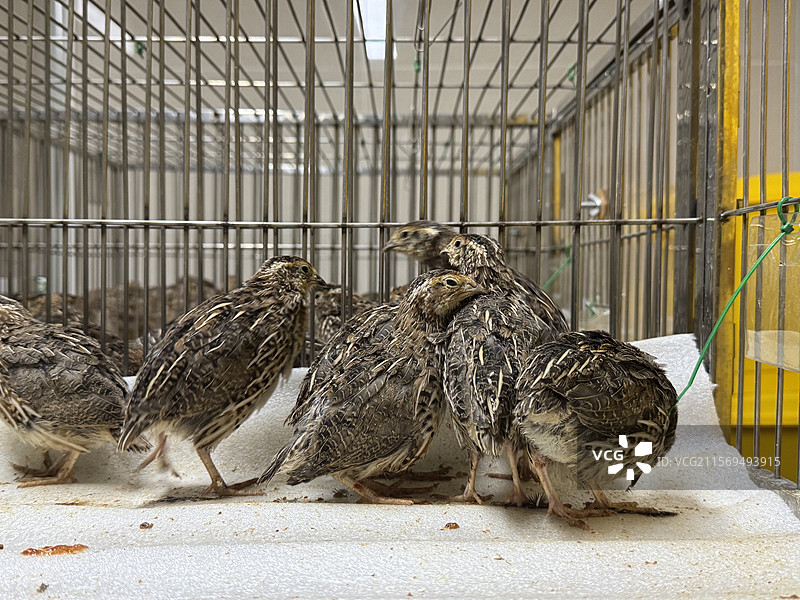 日本鹌鹑图片素材